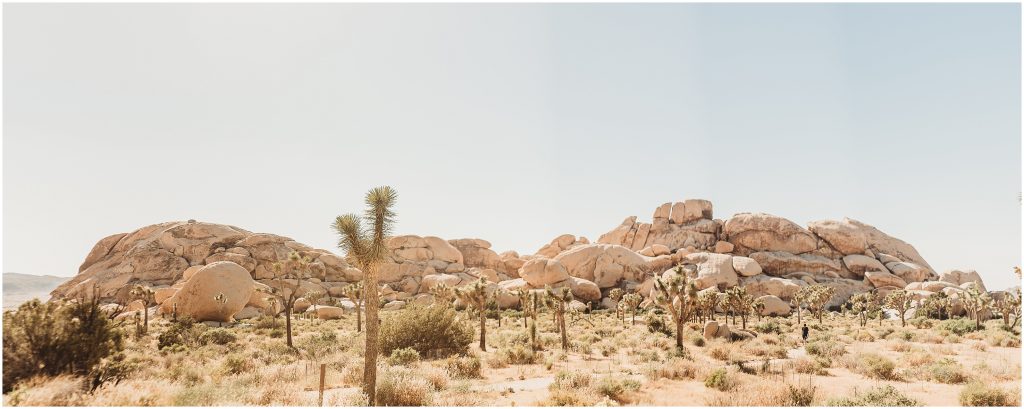 Joshua Tree National Park wedding proposal by Dallas based Wedding and Elopement Photographer
